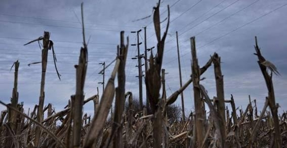 Condições das lavouras americanas se mantêm ruins, e preços sobem