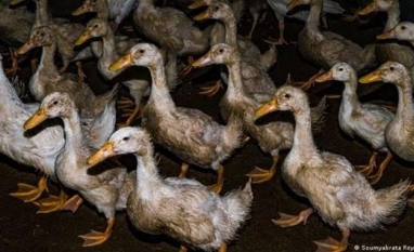 OMS teme transmissão de gripe aviária entre humanos