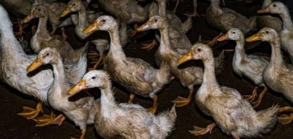 OMS teme transmissão de gripe aviária entre humanos