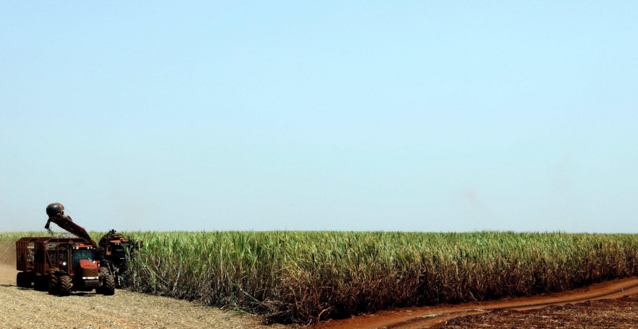 Nova safra de cana-de-açúcar do Brasil deve cair 8,5%, diz USDA
