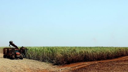 Nova safra de cana-de-açúcar do Brasil deve cair 8,5%, diz USDA
