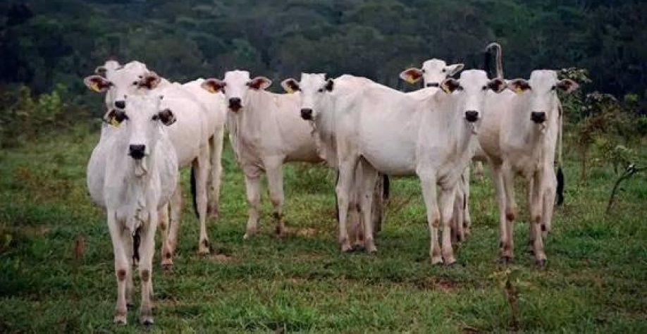 Frigoríficos: Acordo para checar origem legal de gado criado no Cerrado
