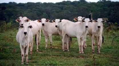 Frigoríficos: Acordo para checar origem legal de gado criado no Cerrado
