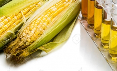 Na terra da cana, 17% da produção de etanol já provém do milho