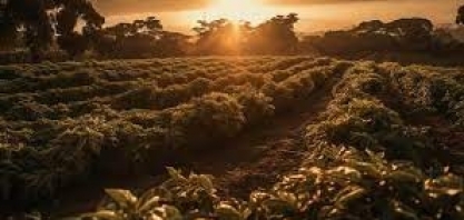 Café: E agora “José?” – Por Marcelo Fraga Moreira