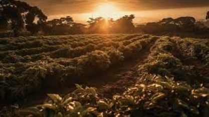 Café: E agora “José?” – Por Marcelo Fraga Moreira