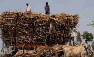 Açúcar: Produção da Índia cai e usinas aceleram encerramento das operações