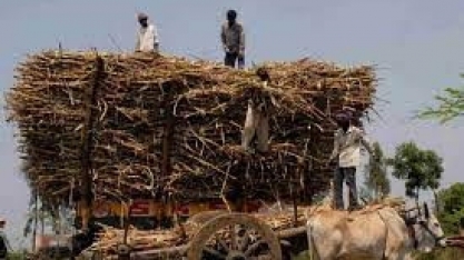 Açúcar: Produção da Índia cai e usinas aceleram encerramento das operações