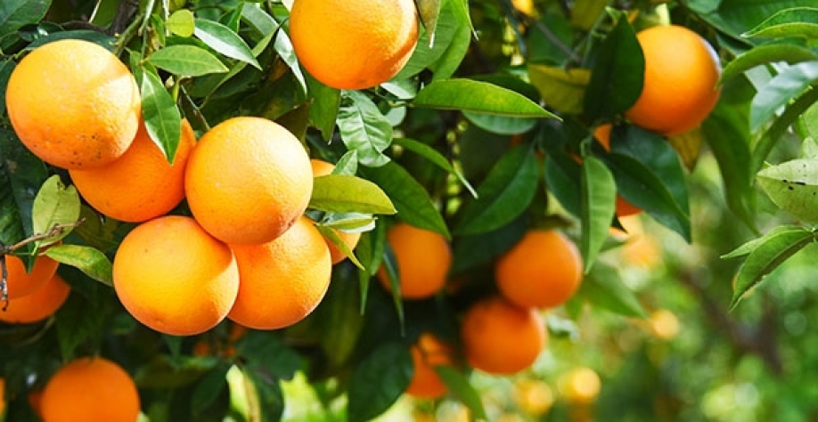 Plantio de laranja avança e ganha espaço da soja na região de Maringá 