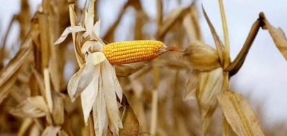 Dólar sobe no país e impulsiona as commodities