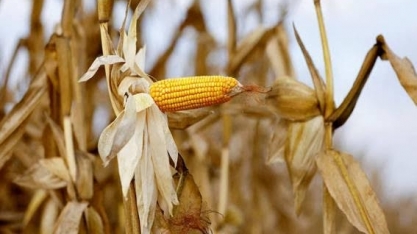 Dólar sobe no país e impulsiona as commodities