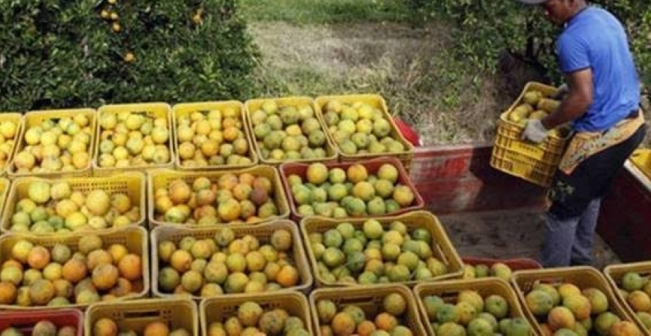 Cinturão de laranja do Brasil encerra safra 23/24 com queda de 2,2%