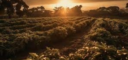 Café: Mercado em consolidação – Até quando? – Por Marcelo Fraga Moreira