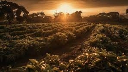 Café: Mercado em consolidação – Até quando? – Por Marcelo Fraga Moreira