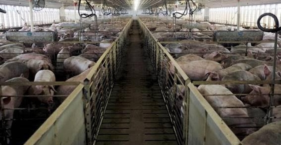 Indústrias de suínos do RS param abates no Vale do Taquari após chuvas