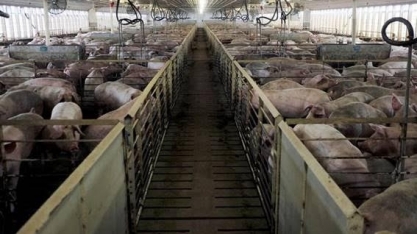 Indústrias de suínos do RS param abates no Vale do Taquari após chuvas
