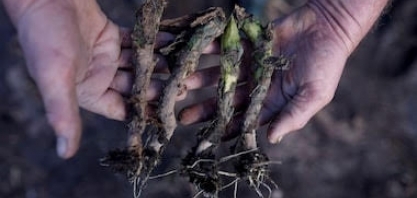 Perda na safra por conta de enchente no RS é de pelo menos 1 mi de t