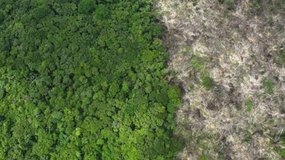 Desmatamento na amazônia cai 22% em 2023, menor patamar desde 2018