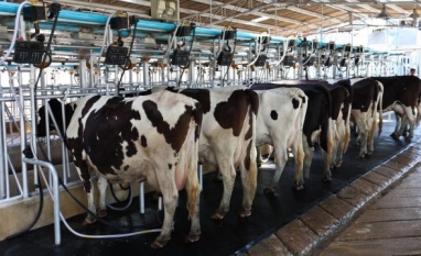 Nestlé fecha acordo com Sumitomo para descarbonização de fazendas leiteiras
