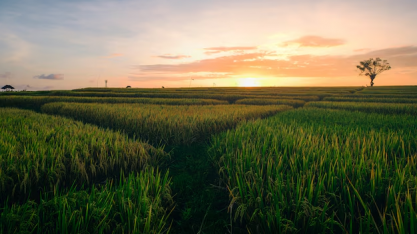 Safra começa com aumento de 2% de produtividade; déficit hídrico preocupa