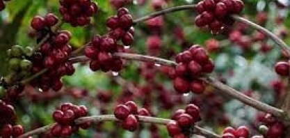 Exportação de café verde do Brasil salta 60,8%, recorde para abril