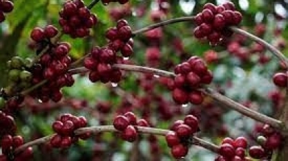 Exportação de café verde do Brasil salta 60,8%, recorde para abril