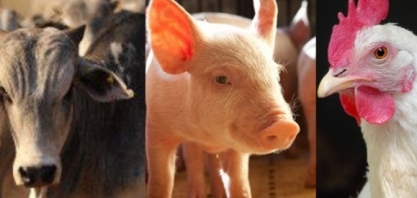 Abate de bovinos no quadrimestre cresce 24%;  suínos caem 2% e frango 1% 