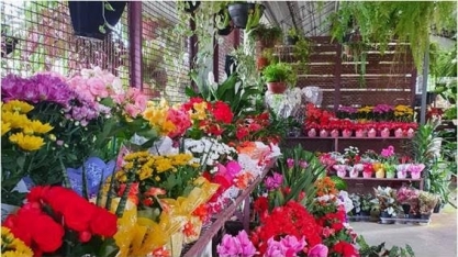 Estrelas do Dia das Mães, flores exigem dez anos de pesquisa