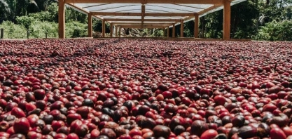 Canéfora se consolida no segmento dos cafés especiais