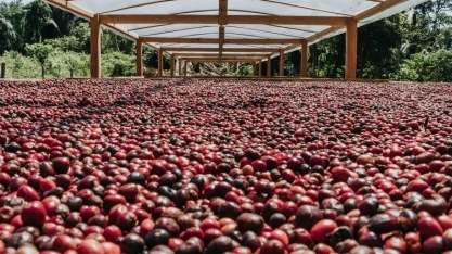 Canéfora se consolida no segmento dos cafés especiais
