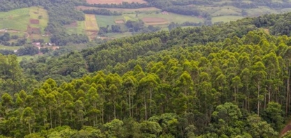 Os riscos ambientais das medidas que incentivam as florestas de eucalipto