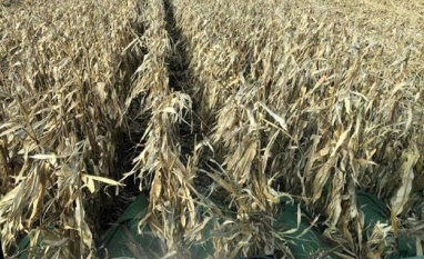 Biden abre caminho para produtores de milho lucrarem com SAF