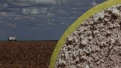 Com alta na exportação de algodão, Brasil deve superar EUA em 2023/24