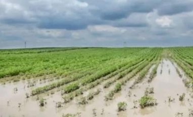 Perdas no agro somam R$ 874 milhões no Rio Grande do Sul