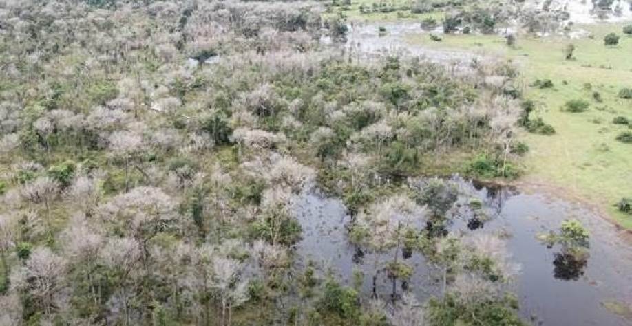 Homem que usou agrotóxico da Guerra do Vietnã recebeu empréstimos públicos