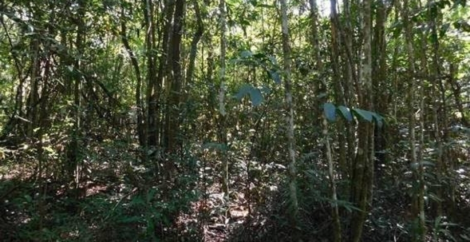 Sem manejo adequado,cerrado se descaracteriza e área fica menos resiliente