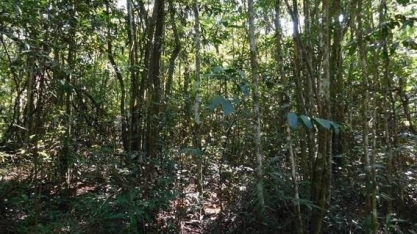 Sem manejo adequado,cerrado se descaracteriza e área fica menos resiliente