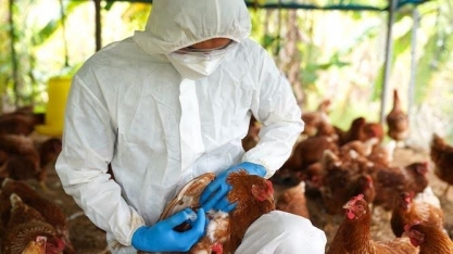 Gripe aviária: Austrália confirma surto em 2ª granja no estado de Vitória