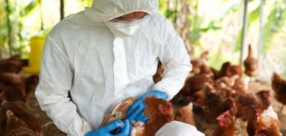 Gripe aviária:Austrália confirma surto em granja de ovos e infecção humana