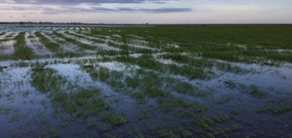 RS: Produtores correm para salvar o que resta das lavouras