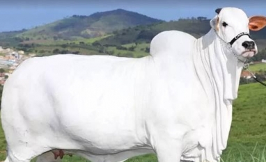 Bezerra filha de vaca mais cara do mundo é leiloada por R$ 3 milhões
