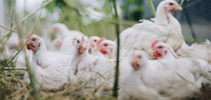 Gripe Aviária/EUA: Agricultores devem abater 4,2 mi de aves