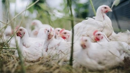 Gripe Aviária/EUA: Agricultores devem abater 4,2 mi de aves