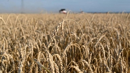 Clima afeta safra de trigo, e produção recua para 791 milhões de toneladas