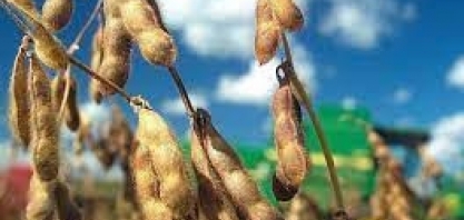 Varejo manobra para comprar soja e carne de área desmatada