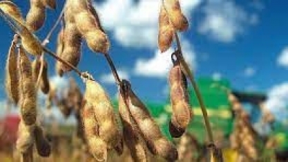 Varejo manobra para comprar soja e carne de área desmatada