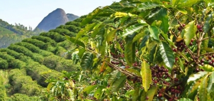 Cafés com indicação geográfica crescem no Brasil   David Lucena