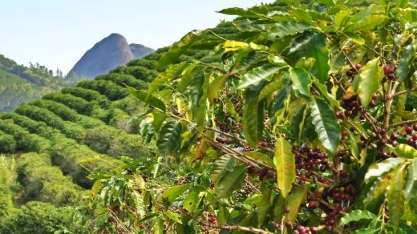 Cafés com indicação geográfica crescem no Brasil   David Lucena