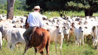 Nova métrica do metano: o boi é aliado do clima