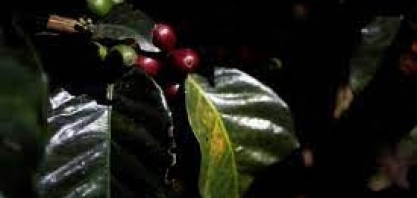 Oferta global de café deve ter sete milhões de sacas a mais, diz USDA